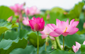 mo thay hoa sen