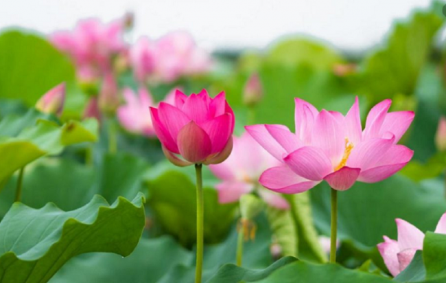 mo thay hoa sen